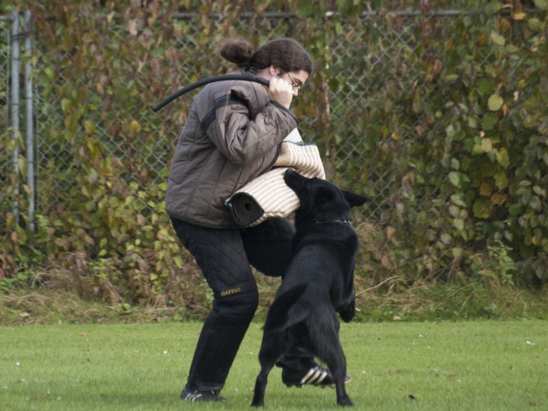 Cane_017